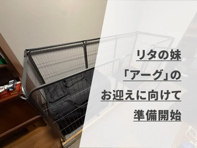 リタの妹「アーグ」のお迎えに向けて準備開始